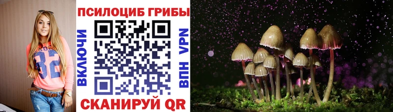 как найти   Павловск  Псилоцибиновые грибы Cubensis 
